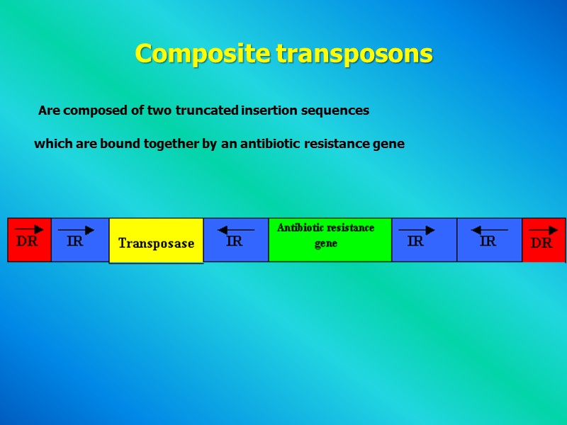 Composite transposons   Are composed of two truncated insertion sequences  which are